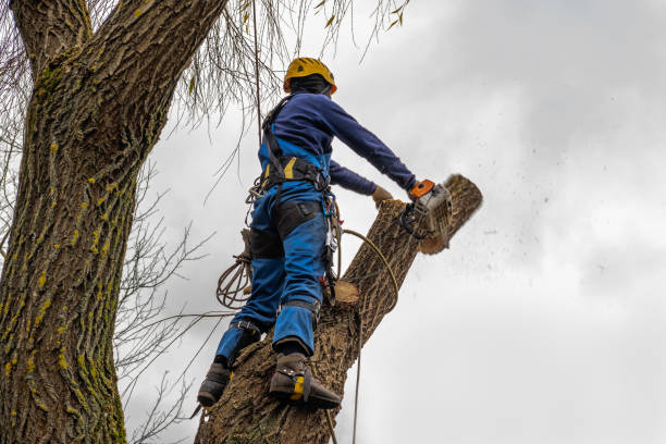 Professional Tree Services in Methuen Town, MA