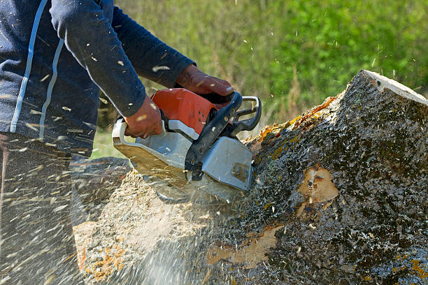 Why Choose Our Tree Removal Services in Methuen Town, MA?